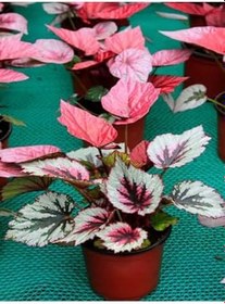 Resim Videolu Kırmızı Yaprak Pembe Begonya Çiçeği Fidanı 1 Adet Saksılı 20-40Cm (Pink Begonia) 