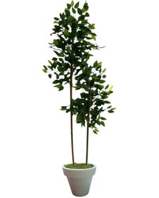 Resim 150 Cm Benjamin 2 Çubuklu Beyaz Plastik Saksı Yeşil 