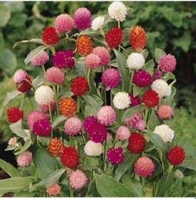 Resim Gomphrena Globosa Karışık Medine Çiçeği Tohumu 50 Tohum N11532 