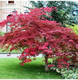 Resim Kırmızı Yapraklı Japon Akçaağaç Acer Palmatum Atropurpureum 2 Ade 
