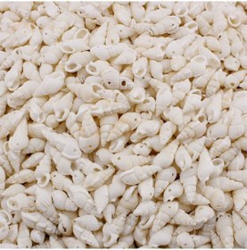 Resim Nassa Shell Kavrulmuş Beyaz Delikli Deniz Kabuğu 50 Adet 