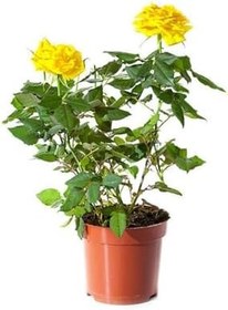Resim 2'li Takım Seti Sarı Gül+ Kırmızı Gül Fidanı, SRD03022025BYB131 