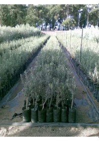 Resim Videolu 10'lu Zeytin Fidanı 30-40 Cm Tüplü Iç Mekan Bitkileri Olive Sapling 