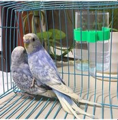 Resim Kangvka Kuş Otomatik Su Ve Yemleme Seti 220ml - Plastik, Şeffaf, Dayanıklı - Orta Küçük Kuşlar İçin Papagan, Kanarya 