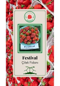 Resim 32 Adet Festival Çilek Fidesi Açık Kök ve Taze Söküm (Frigo) 