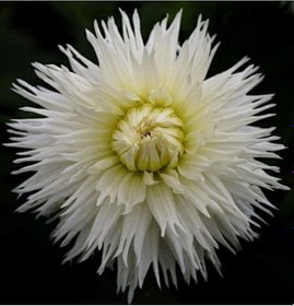 Resim Dev Çiçekli White Lace Dahlia Yıldız Çiçeği Yumrusu 1 Adet 