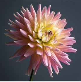 Resim Büyük Çiçekli Jill Dahlia Yıldız Çiçeği Yumrusu 1 Adet 