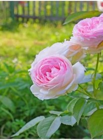 Resim Videolu Pembeli Beyazlı Gül Fidanı (40 60 Cm)1 Adet Saksılı Iç/Dış Mekan Bitkisi Rose 