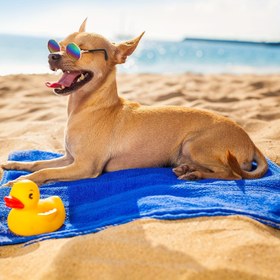 Resim 1 Adet Şık Köpek Gözlüğü - Evcil Hayvan Fotoğrafçılığı İçin Uygun, Yazlık Plaj Koruyucu Anti-Yıkanma Gözlük 