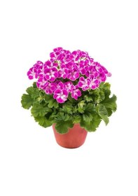 Resim Sınırlı Stok Pinkerbell Sardunya Canan Çiçeği Fidesi 1 Fide 