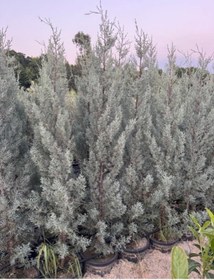 Resim 15 Lt Saksıda Aşılı Arizona, Mavi Servi Cupressus Arizonica Boy 180-200 Cm 