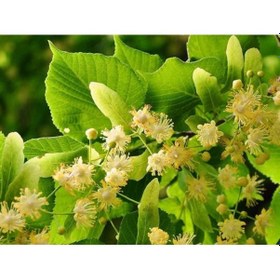 Resim 2 Yaş Aşılı Ihlamur Fidanı 