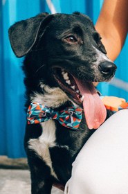 Resim Zee.Dog - Ella Papyon - L 