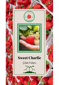 Resim 22 Adet Sweet Charlie Çilek Fidesi Açık Kök ve Taze Söküm (Frigo) 