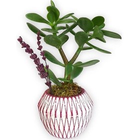 Resim Sukulent Crassula Ovata | Pembe Çizgili Saksıda 