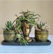 Resim Kaktüs & Echeveria & Rhipsalis 3'lü Sukulent Seti | Helen Gold Serisi 