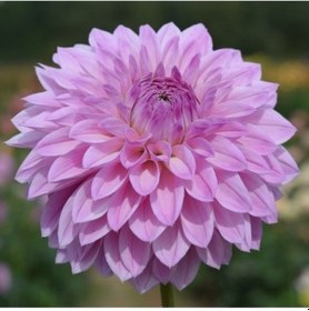 Resim 1 Adet Lila Renk Yıldız (Dahlia) Çiçek Soğanı - ADAFDN0223 