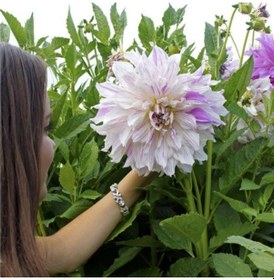 Resim Büyük Çiçekli Mom’S Special Yıldız Dahlia Çiçeği Soğanı Yumrusu 1 Adet 