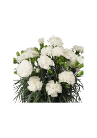Resim Kokulu Sweet Pleasure White Karanfil Çiçeği Fidesi 2 Adet 