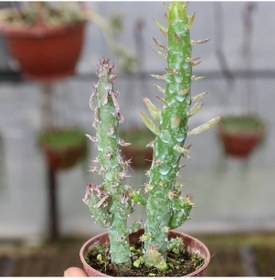 Resim Meksika Kaktüs 5.5 Cm Saksıda 