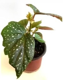 Resim Çilli Begonya Çiçeği Dolgun Formlu Kırmızı Çiçekli 1 Adet Saksılı 10-15Cm 