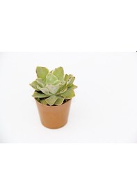 Resim Echeveria Morning Beauty - 5 Adet Sukulent 