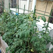 Resim 30 Bitki Çubukları Bahçe, 1 Paket Bitki Topu ile Sağlam Yeşil Çubuklar, Domates Çubukları Saksı Tutucu, Bahçe Çubukları Kaplı Çelik Bitki Direği, Bahçe Saksı Bitki Tutucu, Domates, Salatalık, Çilek Fasulye 