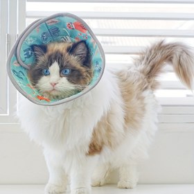 Resim 1 Adet Elizabetan Koni - Ayarlanabilir Kedi ve Köpek İyileşme Yaka, Tırmalama ve Isırma Önleyici Banyo Yaka, Çoklu Renk Seçenekleri, Evcil Hayvan Sahipleri İçin İdeal Koruma, Ameliyat Sonrası Kullanım, Canlı Desen Tasarımı, Yumuşak ve Esnek Malzeme 