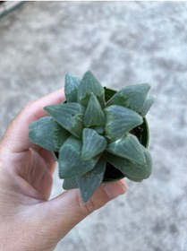 Resim Birtutamrenk Haworthia pygmaea sukulent 5.5 