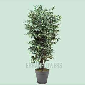 Resim 180 Cm Yapay Ficus Benjamin Ağacı Yeşil 