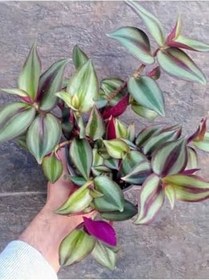 Resim Çok Avantajlı Tradescantia Zebrina Telgraf Çiçeği 1 Adet Saksılı Salon Çiçeği 20-40Cm 