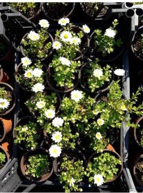 Resim Beyaz Papatya Çiçeği 15 Adet - Saksıda Çok Yıllık 