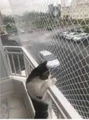 Resim 2x15 Metre Kedi Filesi Balkon Filesi Sık Dokuma Kalın Kuş Filesi 