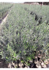 Resim Trilye Gemlik Zeytin Fidanı 2 Adet 
