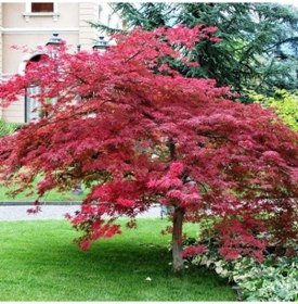 Resim Kırmızı Yapraklı Japon Akçaağaç Acer Palmatum Atropurpureum 5 Ade 