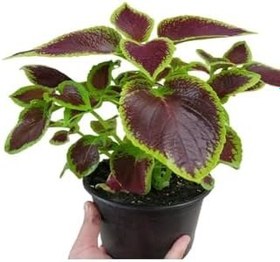 Resim Yaprak Güzeli Kalyos Çiçeği 