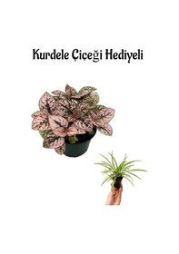 Resim Zarif Pembe Yapraklı Hostes Çiçeği Sevgililer Gününe Özel Kurdele Çiçeği Hediyeli 