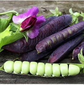 Resim Ata Tohumları Geleneksel Blauwschokker Mor Bezelye Tohumu 10 Tohum 
