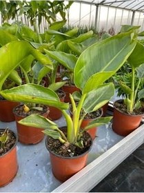 Resim Starliçe Turna Gagası Cennet Çiçeği 1 Adet Saksılı 25-40Cm, SRD30012025BYB609 