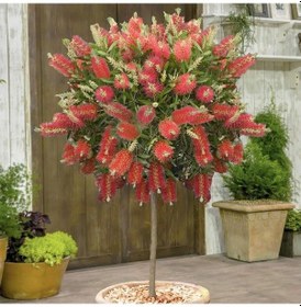 Resim Fırça Çalısı Fidanı Callistemon Laevis 70-120 Cm 