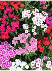Resim Hüsnüyusuf Çiçeği Fidanı (Sweet William) Kırmızı Mini Saksılı 1 Adet 