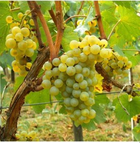 Resim Tüplü Beyaz Şaraplık Chardonnay Üzüm Fidanı 