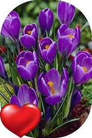 Resim Genel Markalar 9 Adet Safranbolu Gerçek Safran Soğanı Crocus Sativus 