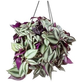 Resim Alacalı Yapraklı Tradescantia Zebrina Telgraf Çiçeği Fidesi 5 Adet 