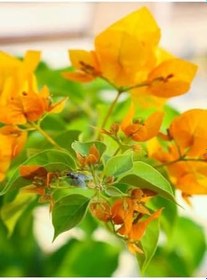 Resim Videolu Sarı Begonvil Çiçeği Fidanı 50 Cm Saksılı/Tüplü Dış Mekan Sarmaşık Bitkileri Yellow Begonia 