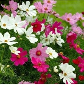 Resim Karışık Kozmos Çiçeği 50Adet 
