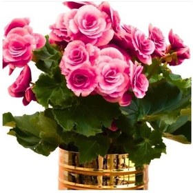 Resim İri Çiçekli Katmerli Nadir Tür Geniş Yaprak Camela Pink Begonya Çiçeği Soğanı 1 Adet 