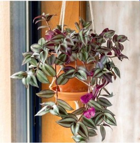 Resim Çok Avantajlı Telgraf Çiçeği Askılı Saksı Tradescantia Zebrina Çiçeği 