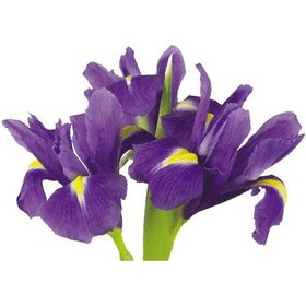 Resim 10 (ON) ADET İTHAL İRİS ÇİÇEĞİ SOĞANI MOR RENK (PURPLE SENSATİON) 
