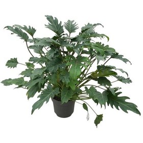 Resim Philodendron Xanadu Ø21 CM Y60-70 CM 